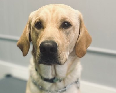 Ollie, the office greeter dog at Collaborative Health
